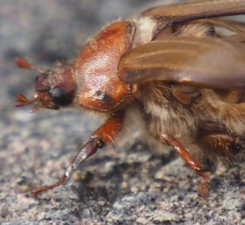 Amphimallon atrum