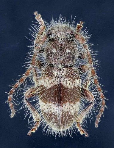 Parmena algirica