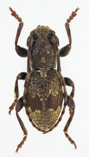 Parmena pontocircassica
