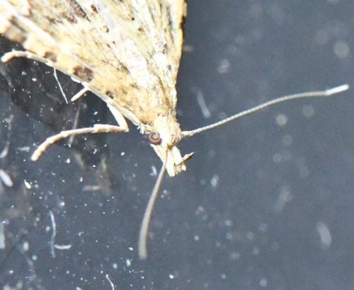 Réf. 275 432 : Alucita hexadactyla