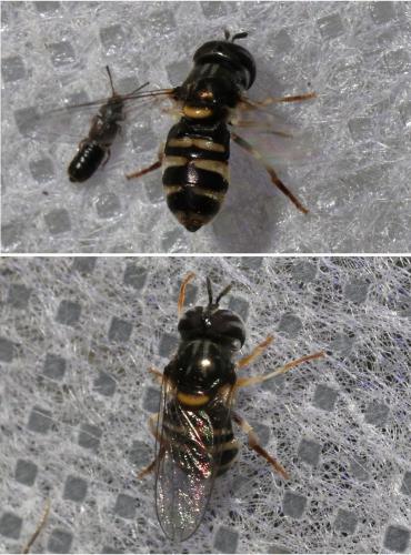 Réf. 275 715 : Paragus quadrifasciatus