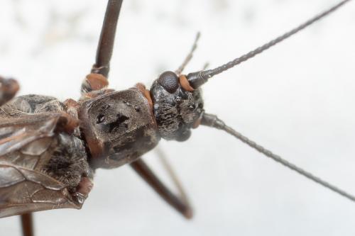 Réf. 275 971 : Taeniopteryx sp.