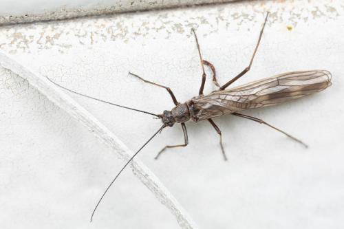 Réf. 275 912 : Taeniopteryx sp.