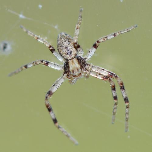 Philodromus sp.