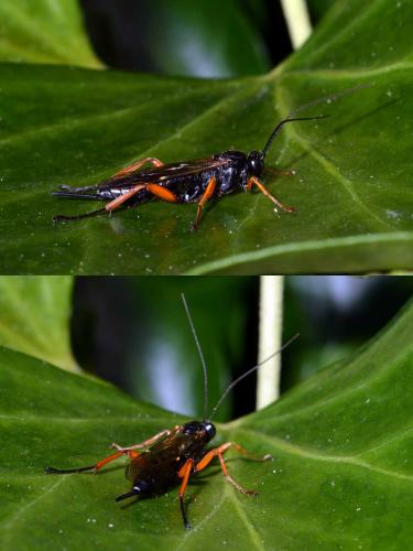 Réf. 275 485 : Pimpla rufipes