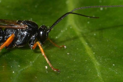 Réf. 275 529 : Pimpla rufipes