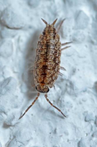 Porcellionides cingendus
