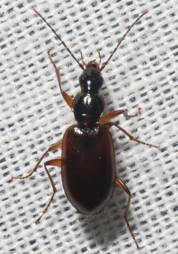 Réf. 275 713 : Agonum thoreyi