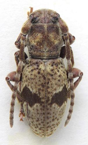 Parmena meregallii