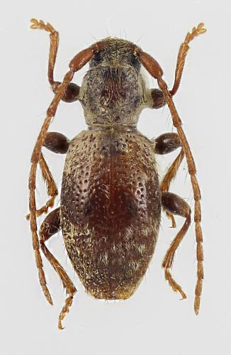 Parmenopsis caucasica