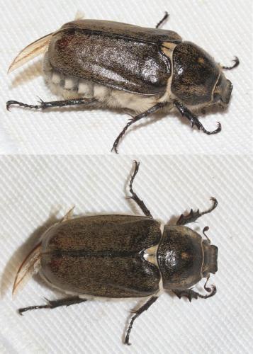 Anoxia villosa