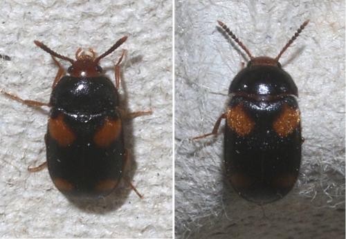 Mycetophagus quadripustulatus