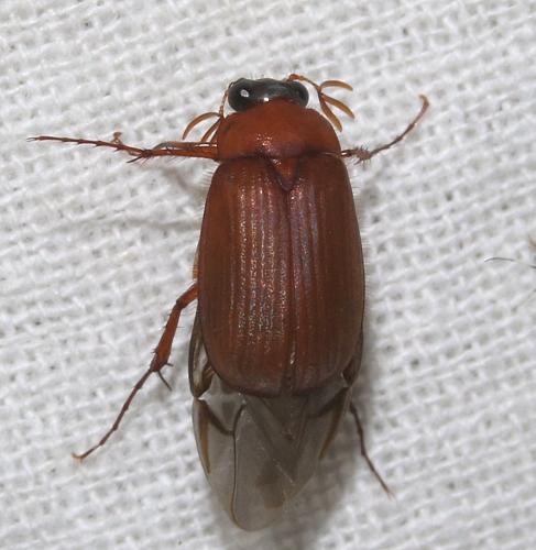Serica brunnea