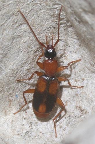 Zuphium olens