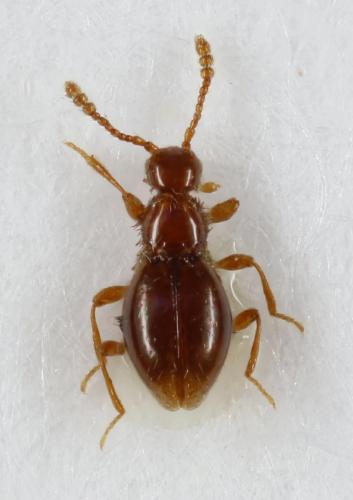 Réf. 275 616 : Euconnus pyrenaeus