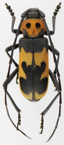 Réf. 275 787 : Purpuricenus dalmatinus