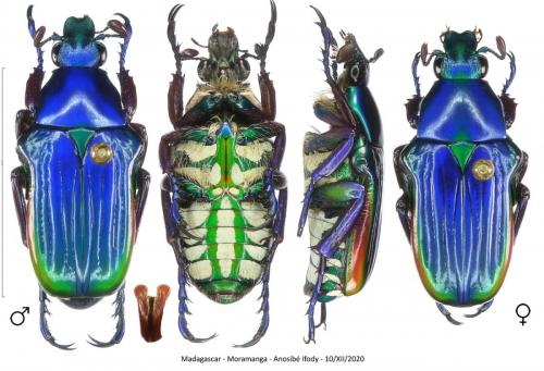 Réf. 275 328 : Pygora sanguineomarginata