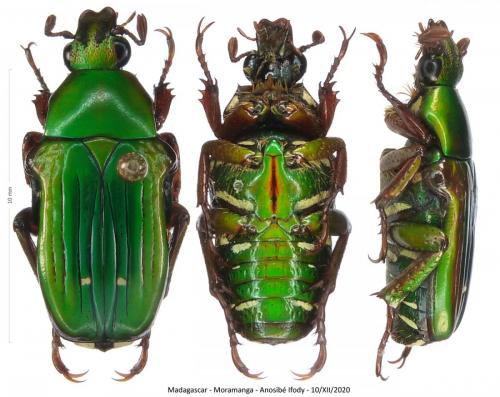 Pygora diedrichi