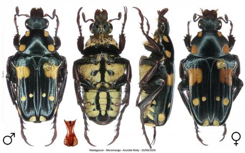 Pygora quatuordecimguttata