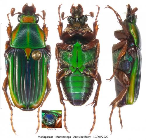 Réf. 275 389 : Pygora bella