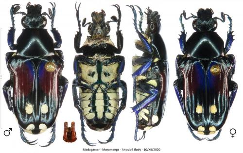 Réf. 275 397 : Pygora simillima