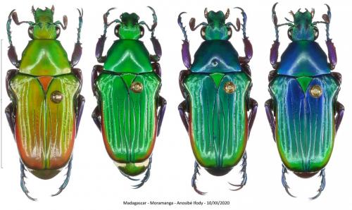 Réf. 275 329 : Pygora sanguineomarginata
