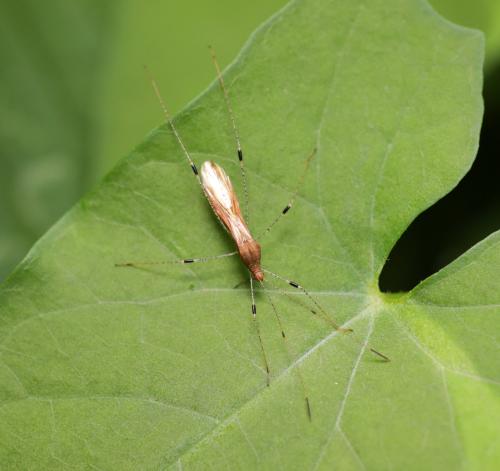 Metatropis rufescens