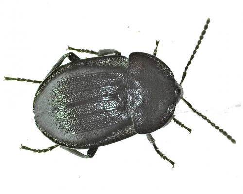 Réf. 275 137 : Phosphuga atrata