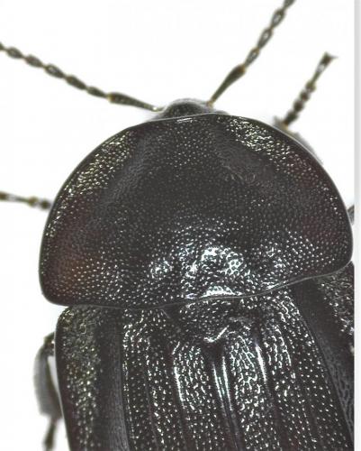 Phosphuga atrata