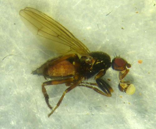 Copromyza equina