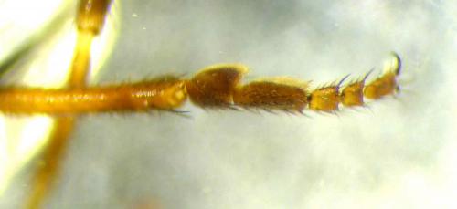 Copromyza equina