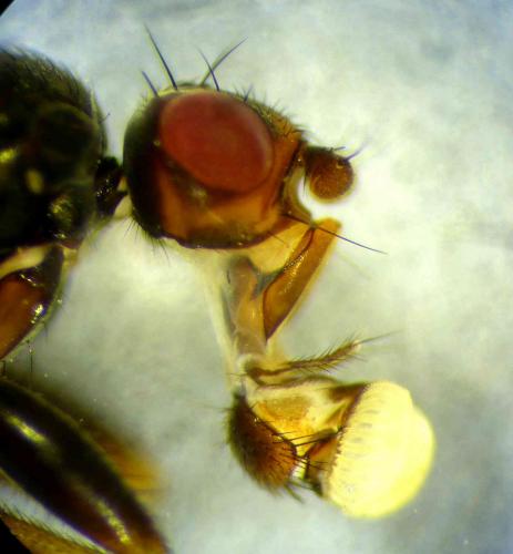 Réf. 275 125 : Copromyza equina