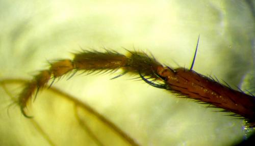 Copromyza equina