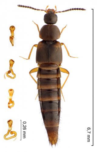 Oxypoda acuminata
