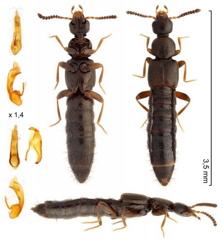 Réf. 275 095 : Phloeopora corticalis