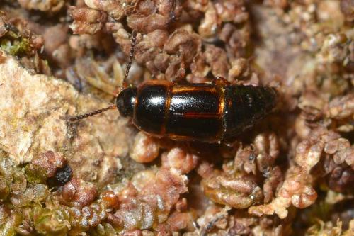Réf. 275 845 : Tachinus flavolimbatus