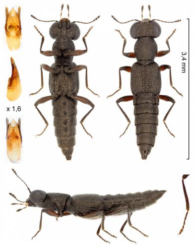 Stenus fuscicornis