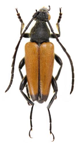 Paracorymbia sambucicola