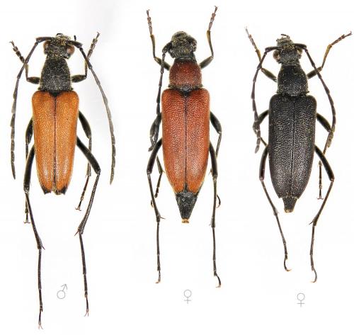 Anastrangalia montana