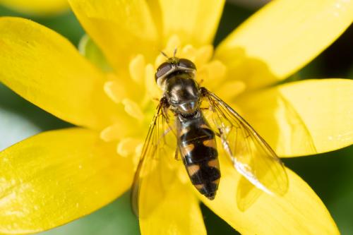 Réf. 275 482 : Meliscaeva auricollis