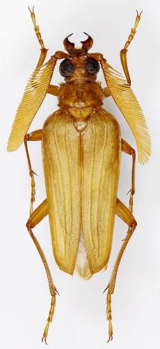 Polyarthron pectinicorne