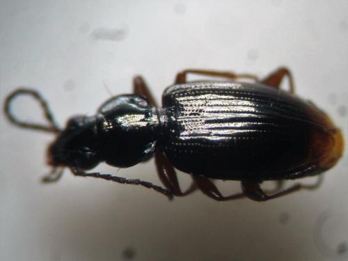 Bembidion iricolor