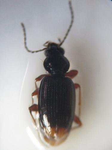 Bembidion iricolor