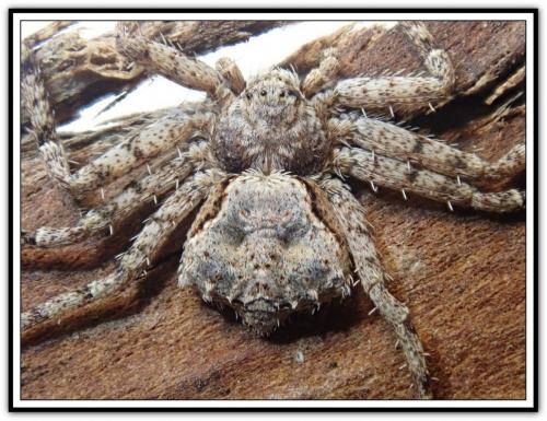 Réf. 275 747 : Philodromus (pinetorum-poecilus)