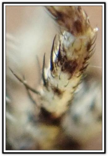 Philodromus (pinetorum-poecilus)