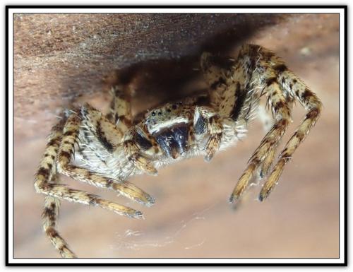 Réf. 275 748 : Philodromus (pinetorum-poecilus)