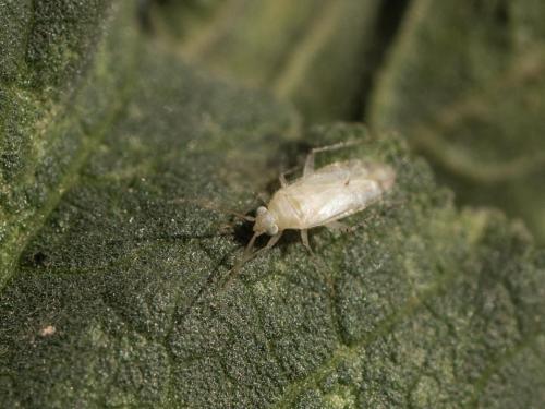 Malacotes abeillei