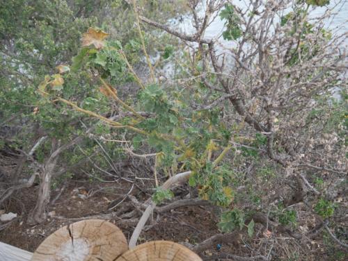 Malacotes abeillei