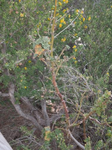 Malacotes abeillei