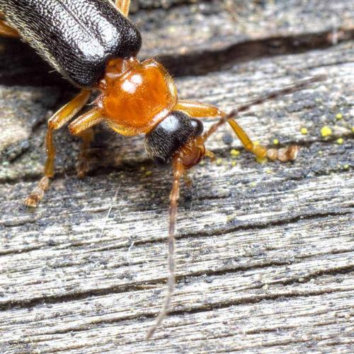 Cantharis nigra